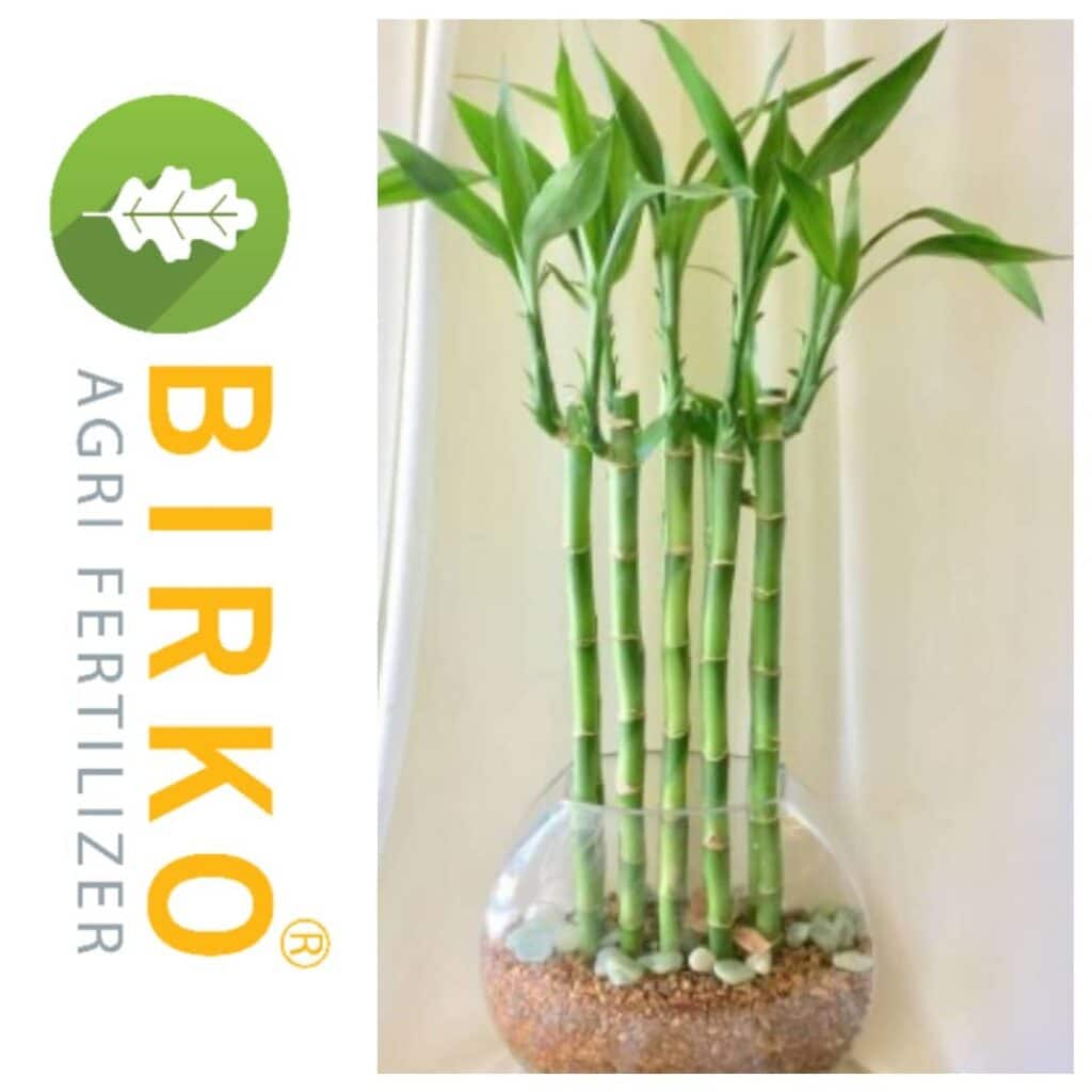 Birko - تولید انواع کود های کشاورزی