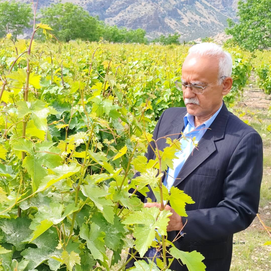 تأثیر شگرف بر شاخصه‌های رشد و سلامت گیاه